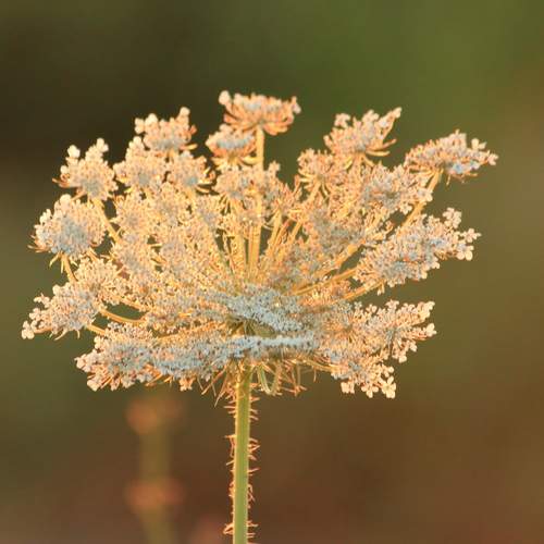Photo #13757000