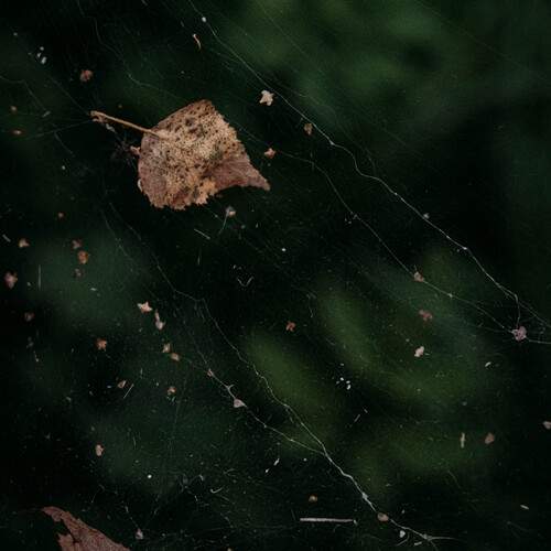 Photo #13757035