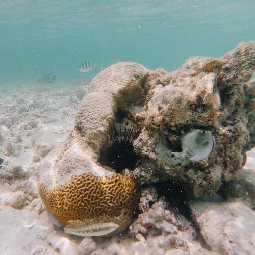 Photo #13758246