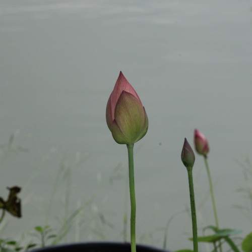 Photo #13758655