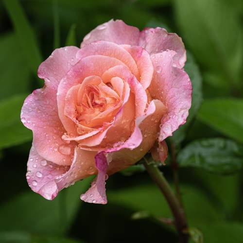 Photo #13759628