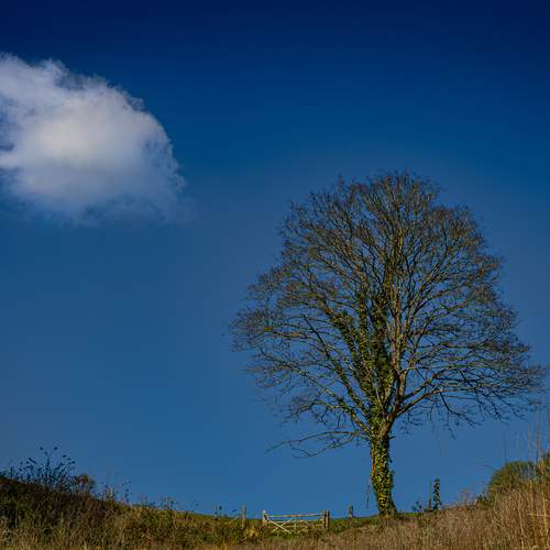 Lonely as a cloud.