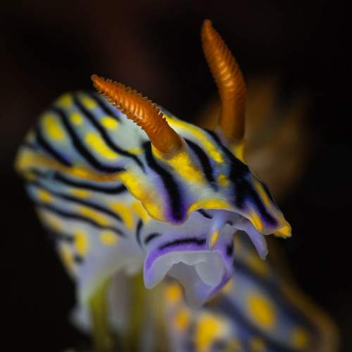 Hypselodoris infucata nudibranch_Fujairah 2026