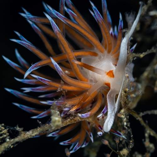 Cratena peregrina nudibranch