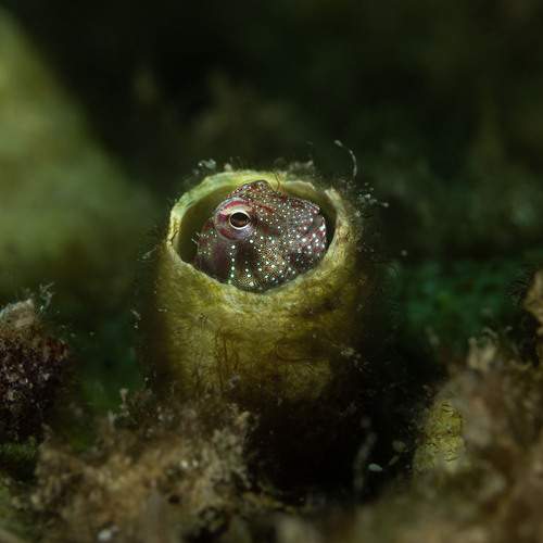 Tube blenny