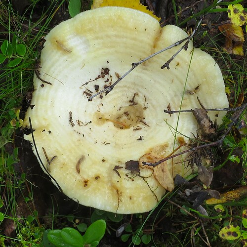 Photo #13763347