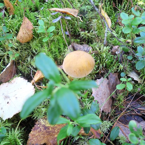 Photo #13763348