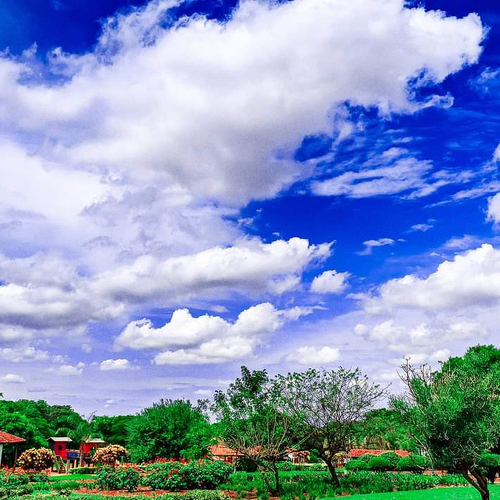 Clouds and Trees