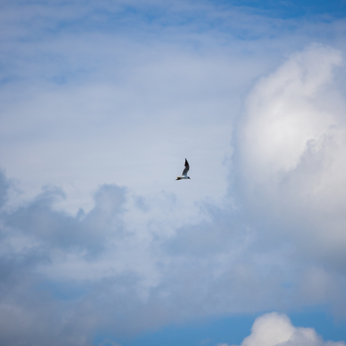 Photo #13765498