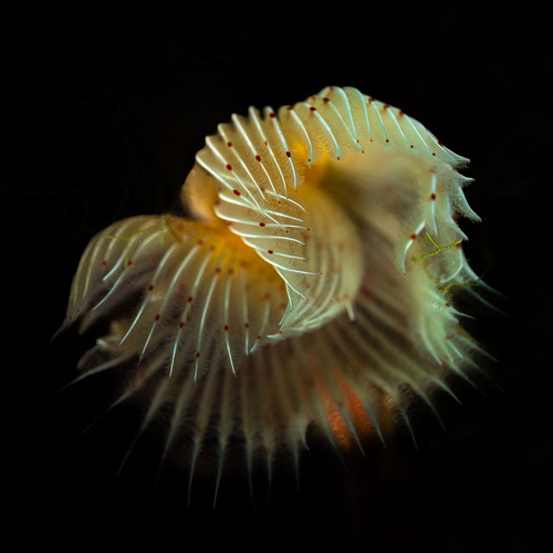 Protula tubularia