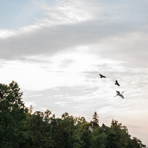 Photo #13766542