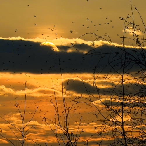 Photo #13767132