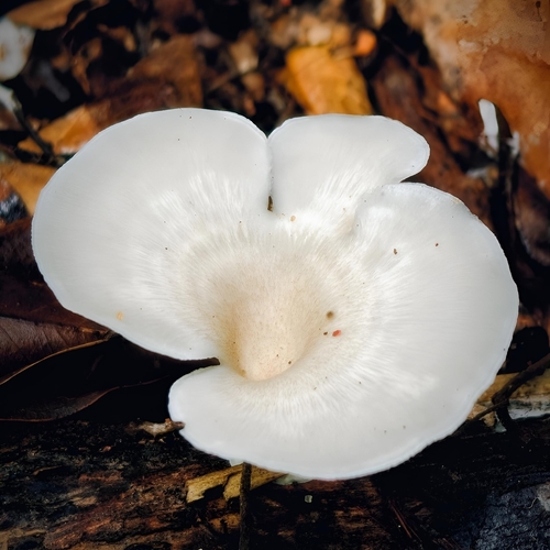Forest Blossom