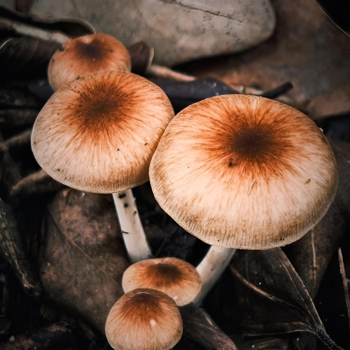 The Gathering