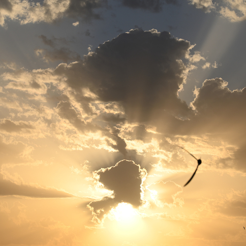 Photo #13768241