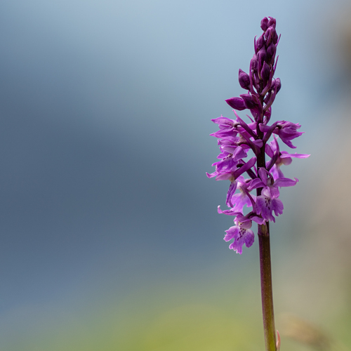 Purple Elegance