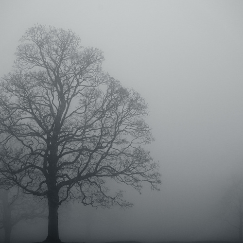 Lost in the Mist