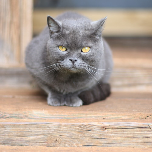 Photo #13769146