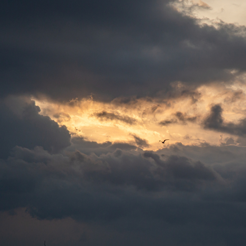 Photo #13770228