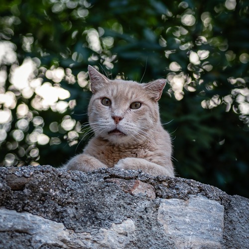 Athens street cat