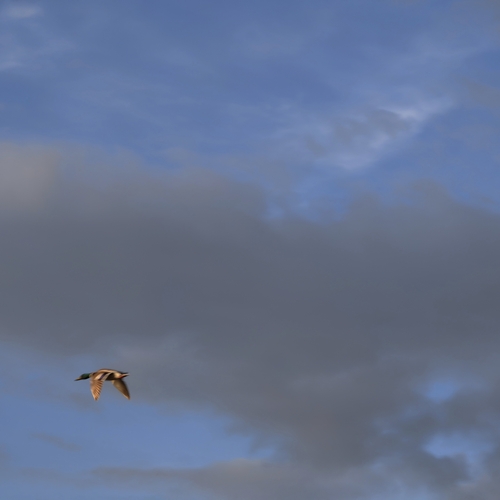 Photo #13771866