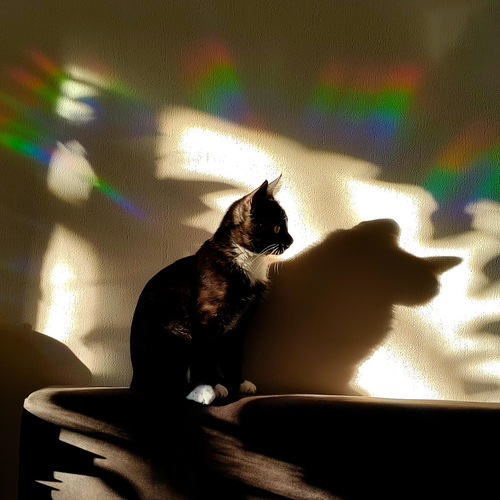 Photo #13773642