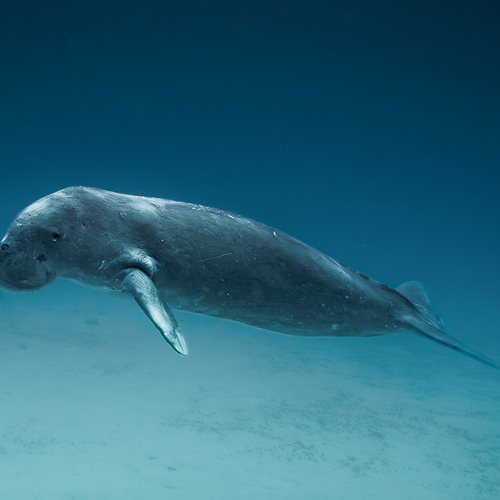 The Silent Grazer