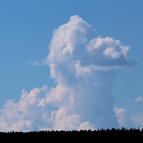 Photo #13775001