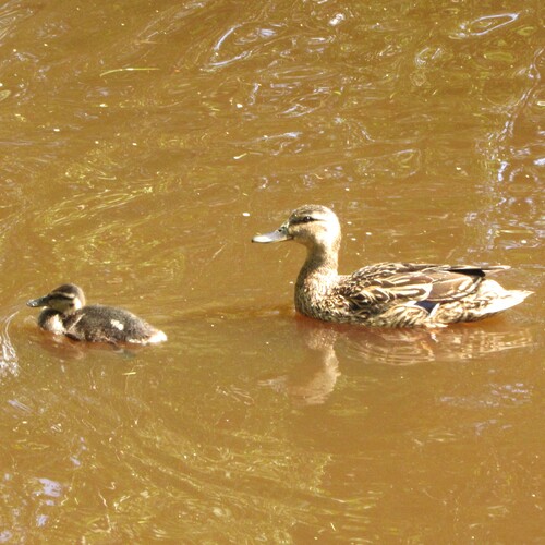Photo #13775872