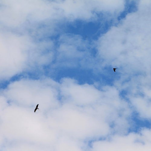 Photo #13777176