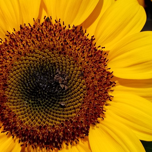 Sunflower