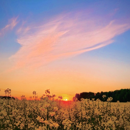 Feather of the Sky