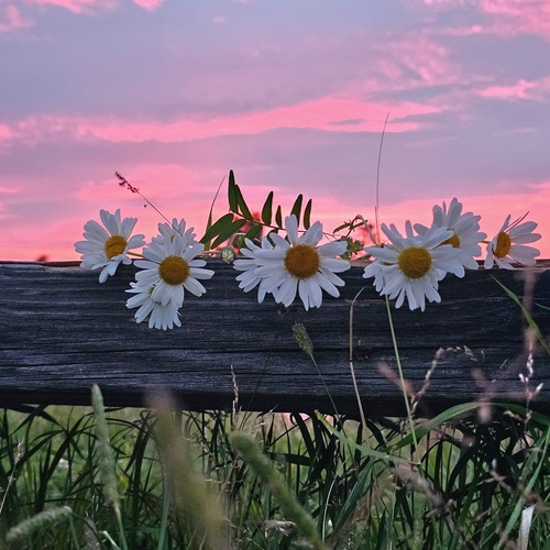 Photo #13778499
