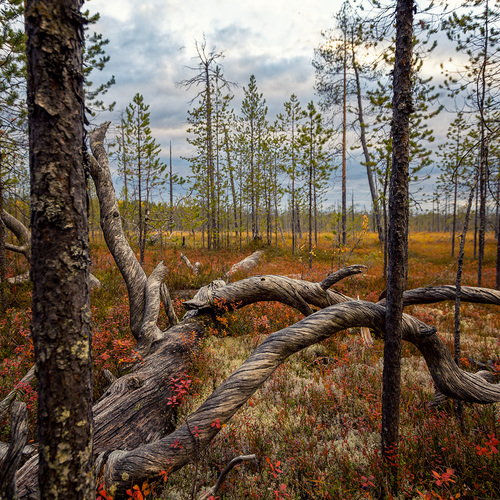 Photo #13778631
