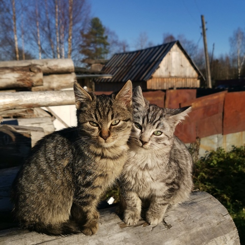 Photo #13779632