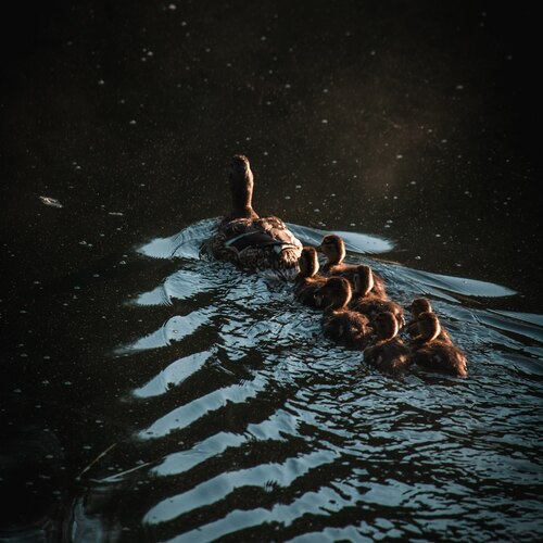Photo #13779656