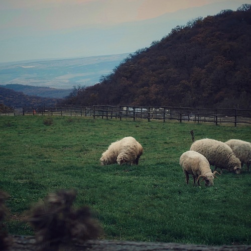 Sheeps.