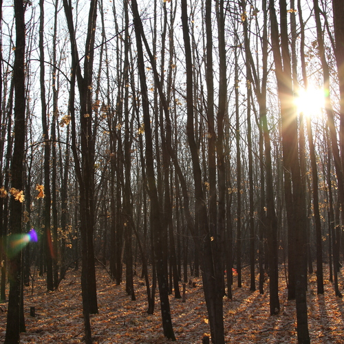 Photo #13780416