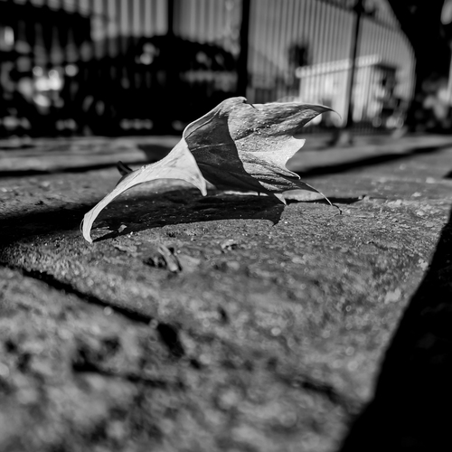 Photo #13780645