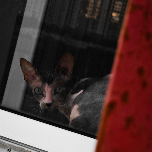 Photo #13780752