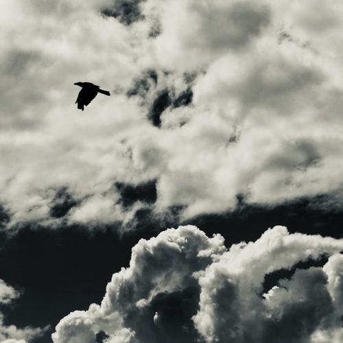 Photo #13780888
