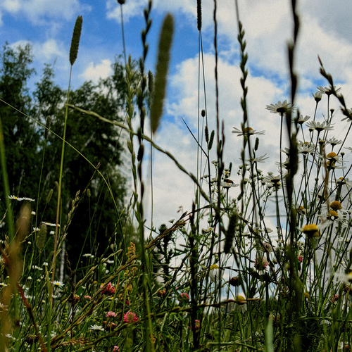 Photo #13781026