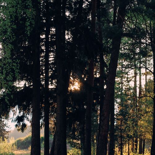 Photo #13781046