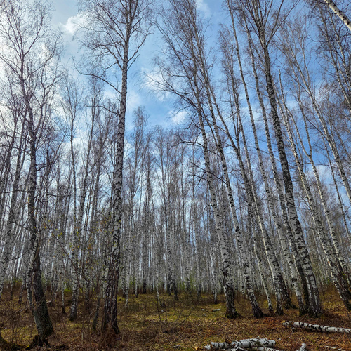 Photo #13781248