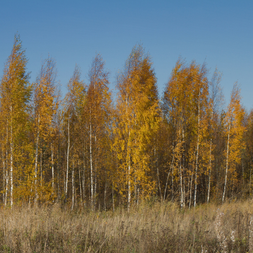 Photo #13782050