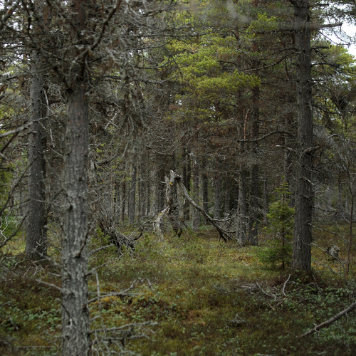 Photo #13782157
