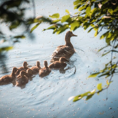 Photo #13782396