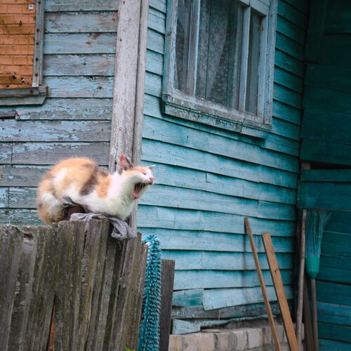 Photo #13782773