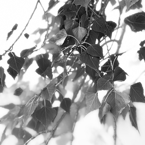 Photo #13783627