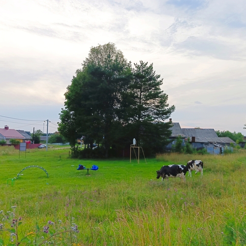 Photo #13784047